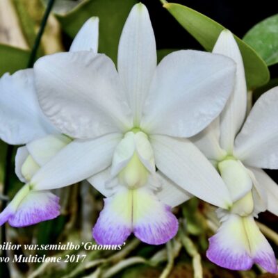 Cattleya nobilior var semialbo (Rchb.f) Gnomus Original