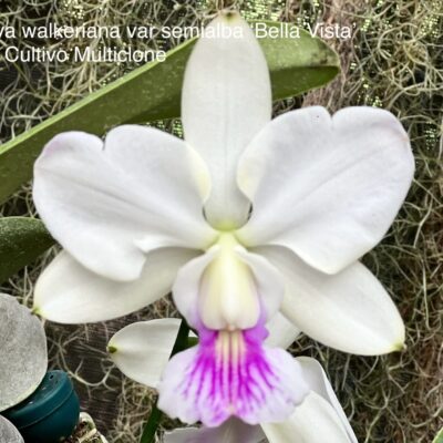 Cattleya walkeriana f.feiticeira var.semialba ‘Bella Vitta’
