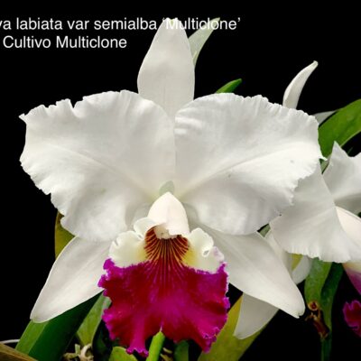 Cattleya labiata var. semialba ‘Multiclone’